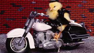 Why Media Writers Shouldn't Write About Biker Chicks